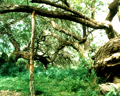 阿克苏怪树园天气 阿克苏怪树园天气