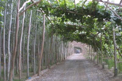 和田千里葡萄长廊天气 和田千里葡萄长廊天气