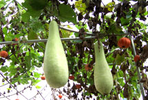 石河子市高新农业技术示范园区天气 石河子市高新农业技术示范园区天气