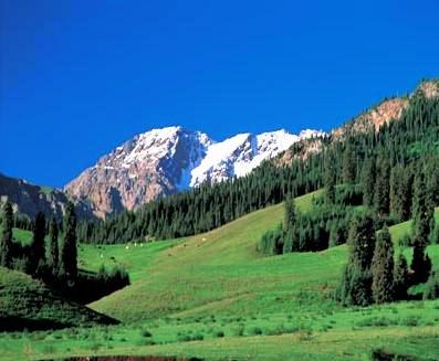 新疆天山雪岭云杉林天气 新疆天山雪岭云杉林天气