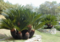 武夷山万春园天气 武夷山万春园天气