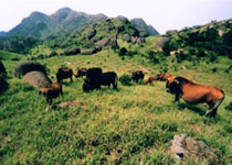 龙岩梅花山自然保护区天气 龙岩梅花山自然保护区天气