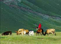 库尔勒巩乃斯林场天气 库尔勒巩乃斯林场天气