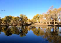 库尔勒塔里木河游览区天气 库尔勒塔里木河游览区天气