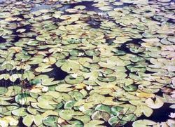 长春莲花自然保护区天气 长春莲花自然保护区天气