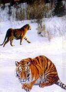 海林横道东北虎林园天气 海林横道东北虎林园天气