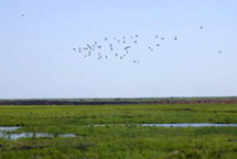 鹤岗萝北苇场野生水禽栖息地天气 鹤岗萝北苇场野生水禽栖息地天气