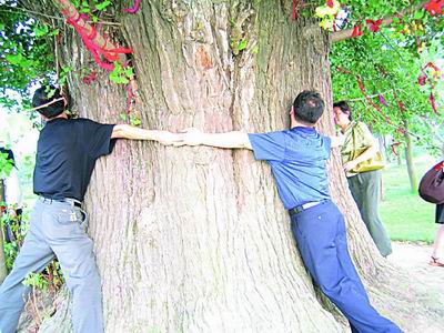 嘉定千年银杏天气 嘉定千年银杏天气