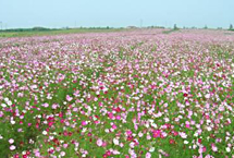 上海寻梦园休闲园天气 上海寻梦园休闲园天气