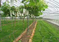 嘉定马陆葡萄主题公园天气 嘉定马陆葡萄主题公园天气