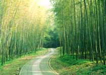 西湖云栖竹径天气 西湖云栖竹径天气