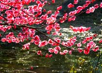 西湖灵峰探梅天气 西湖灵峰探梅天气