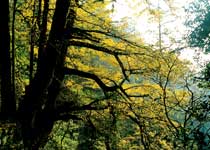 杭州五世同堂天气 杭州五世同堂天气