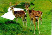 临安清凉峰天气 临安清凉峰天气