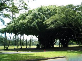 丽水温溪古榕群天气 丽水温溪古榕群天气