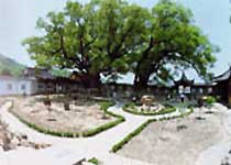 吴中古樟植物园天气 吴中古樟植物园天气