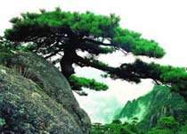 连云港卧龙松天气 连云港卧龙松天气