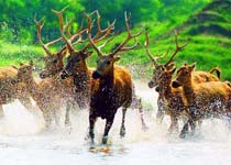 大丰麋鹿保护区天气 大丰麋鹿保护区天气