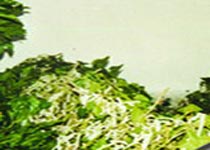 东台富安茧丝绸旅游景区天气 东台富安茧丝绸旅游景区天气