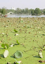 包河秀色天气 包河秀色天气