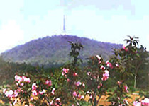 蜀山春晓天气 蜀山春晓天气