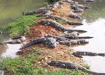 宣城中国鳄鱼湖天气 宣城中国鳄鱼湖天气