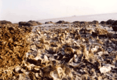 海门东灶蛎岈山天气 海门东灶蛎岈山天气