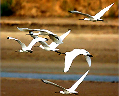 盐城丹顶鹤自然保护区天气 盐城丹顶鹤自然保护区天气