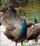 青岛禽鸣苑天气 青岛禽鸣苑天气