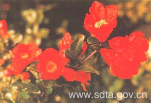 枣庄冠世石榴园天气 枣庄冠世石榴园天气