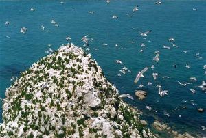 烟台长岛万鸟岛天气 烟台长岛万鸟岛天气