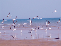 日照海滨国家森林公园天气 日照海滨国家森林公园天气