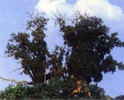 许昌毛墓遗址天气 许昌毛墓遗址天气