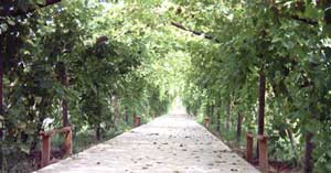 天津葡萄谷生态园林天气 天津葡萄谷生态园林天气