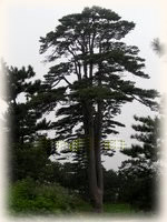 天津青山岭劲松园天气 天津青山岭劲松园天气