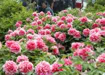 洛阳中国国家牡丹园天气 洛阳中国国家牡丹园天气