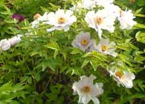 洛阳牡丹公园天气 洛阳牡丹公园天气