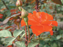 石家庄白鹿泉天气 石家庄白鹿泉天气