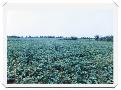 廊坊双安农业高新技术园区天气 廊坊双安农业高新技术园区天气