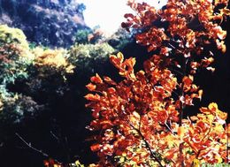 朝阳清风岭天气 朝阳清风岭天气