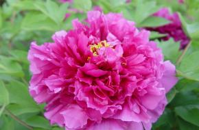 洛阳国家牡丹园天气 洛阳国家牡丹园天气