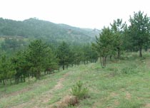 呼和浩特乌素图森林旅游开发区天气 呼和浩特乌素图森林旅游开发区天气