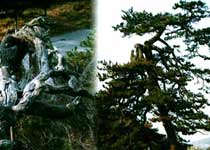 阳泉龙凤松天气 阳泉龙凤松天气