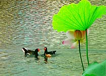 罗湖洪湖公园天气 罗湖洪湖公园天气