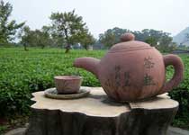 英德茶趣园天气 英德茶趣园天气