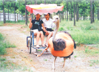 乳源鸵鸟寨天气 乳源鸵鸟寨天气