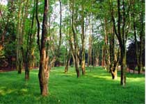 南宁良凤江国家森林公园天气 南宁良凤江国家森林公园天气