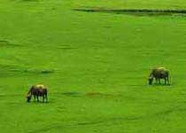 龙胜南山牧场天气 龙胜南山牧场天气