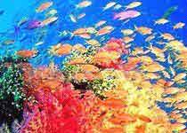 北海海底彩带天气 北海海底彩带天气