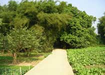 藤县禤洲岛天气 藤县禤洲岛天气